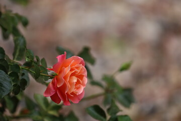Miniature Rose with Water Droplets After Rain