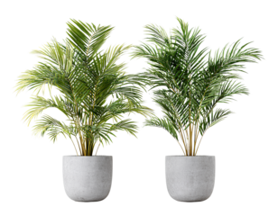 Two potted palm plants, isolated on a transparent background, PNG