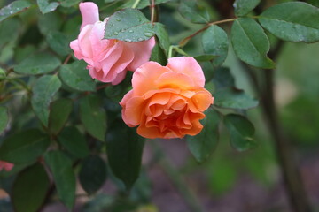 Close Up of Pat Austin English Rose