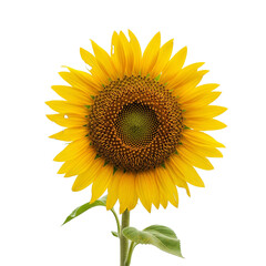 Fototapeta premium Single Sunflower
