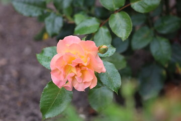 Close Up of Madame Meilland Rose Gloria Day