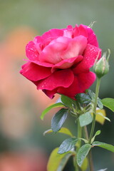 Close Up of Kronenburg Hybrid Tea Rose