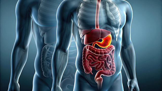 Digestive problems causing human stomach pain concept. Detailed illustration of human internal organs and digestive system.
