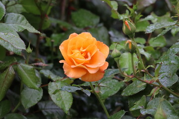 Bright Orange New Year Rose with Water Droplets