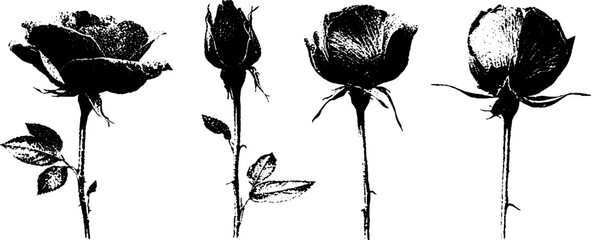 Black and white rose stencil set for floral art and design projects