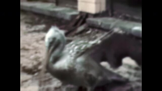 Archive film, pelican in captivity in the city zoo. Animal protection. Keeping birds in captivity old zoo conditions. adaptation of wild birds to limited environment. Vintage archival retro 1960s