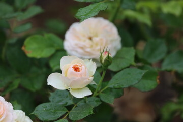 Hybrid English Roses with Large Double Blooms