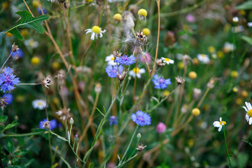 Different wild meadow flowers blooming in summer. Colorful natural blossoms in field during warm season.