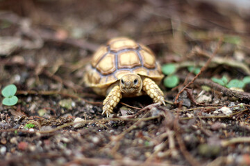 African Sulcata Tortoise Natural Habitat,Close up African spurred tortoise resting ,cute animal
