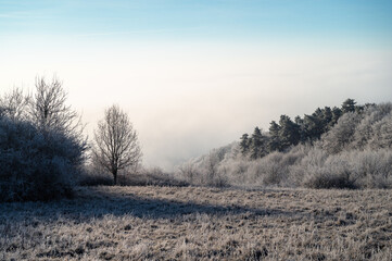 Winter harmony where frosted white trees meet the glowing orange forest. A peaceful Christmas scene shaped by mist and inversion