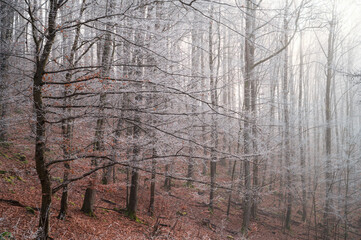 Soft frost and mist transforming winter meadows into a Christmas wonderland