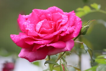 Bright Pink Rose with Water Droplets Close Up