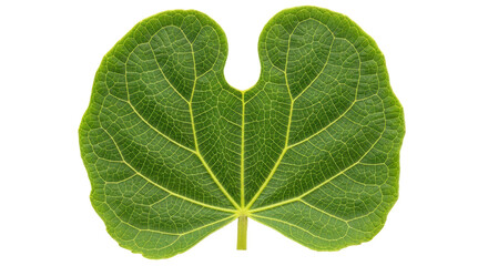 Isolated leaf