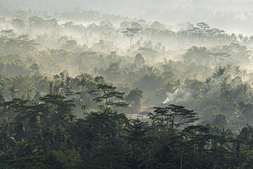 Aerial view of a dense forest canopy shrouded in morning mist, sunlight filtering through the trees creating a ethereal scene, Mancingan Rice Terrace, Bali, Indonesia.