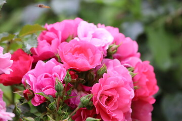 Pink Roses Close Up After Rain with Water Droplets