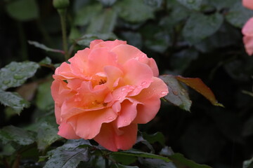 Gloria Dei Peace Rose Madame Meilland with Soft Yellow and Pink Petals