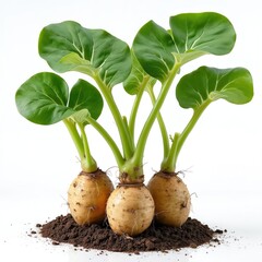 Fresh taro roots with green leaves, presented in transparent style against white background. Image details healthy, organic tuber, vibrant botanical elements, suitable for food, agriculture themes.
