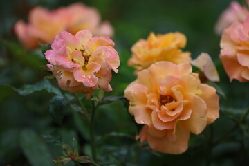 Floribunda Rose with Water Droplets on Petals