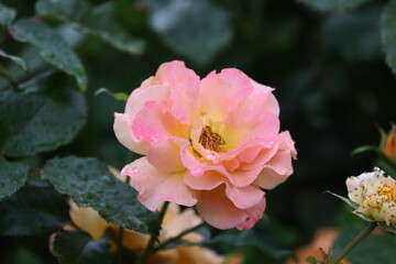 Fototapeta premium Gloria Dei Peace Rose Madame Meilland with Soft Yellow and Pink Petals