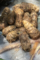 Dioscorea esculenta, commonly known as the lesser yam