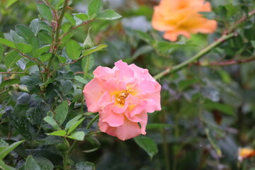 Gloria Dei Peace Rose Madame Meilland with Soft Yellow and Pink Petals