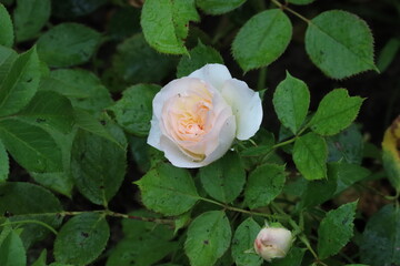 Hybrid English Roses with Large Double Blooms