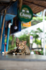 タイバンコクで見つけた猫