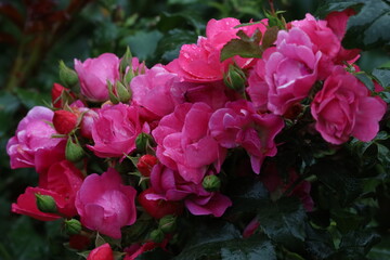 Close-Up of Angela Floribunda Roses After Rain