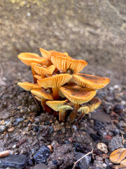 Side View of Small Orange Mushrooms Growing on the Ground