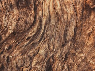 Fototapeta premium Gnarled and Swirling Texture of an Old Tree Trunk