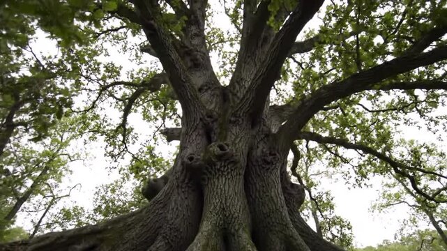 Majestic old tree roots