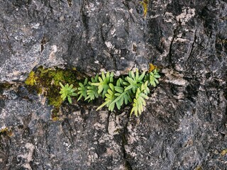 Small Succulent Plant Growing in a Rock Crevice