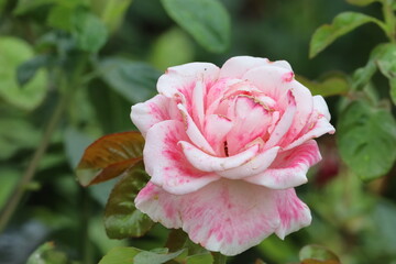 Close-Up of Japanese Camellia Flower in Bloom
