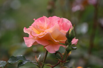 Close up of Lois de Finesse hybrid tea rose with raindrops