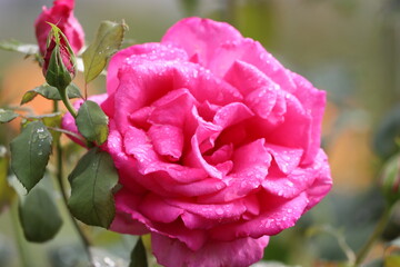 Close up of Japanese camellia flower with water drops after rain