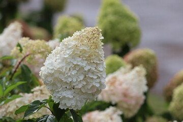 Close up of Hydrangea aspera Grandiflora with water drops © Діма Осташук