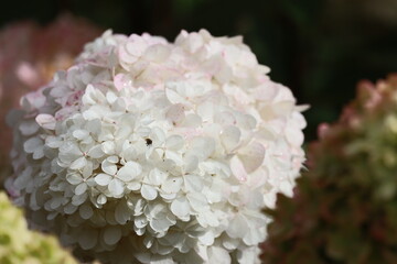 Close up of Hydrangea aspera Grandiflora with water drops