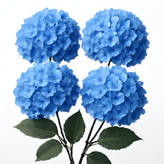 blue hydrangea flower isolated