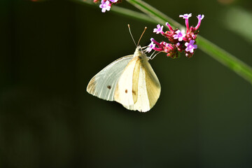 cabbage butterfly on flower of a thistle