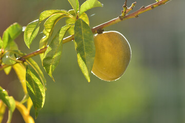 Peach tree with fruit in soft morning sun