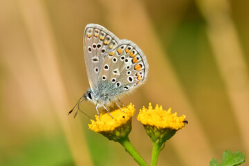common blue, butterfly on a tansy flower