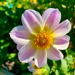 pink and white flower with green background
