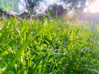 green grass and blue sky