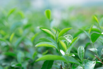 茶　茶葉