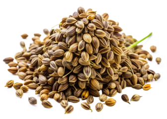 Bishop’s weed seeds isolated on white background