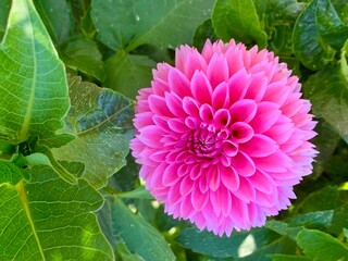 Bright pink flower on green background