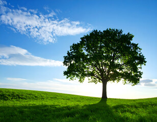 A single large tree on a lush green hill under a blue sky. A concept of life, hope, and the environment. A beautiful, lonely nature landscape. Generative AI