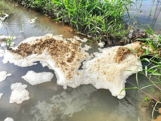 Dirty foam clumps on the surface of the water near the rice field embankment