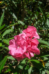 Nerium oleander pink flowers