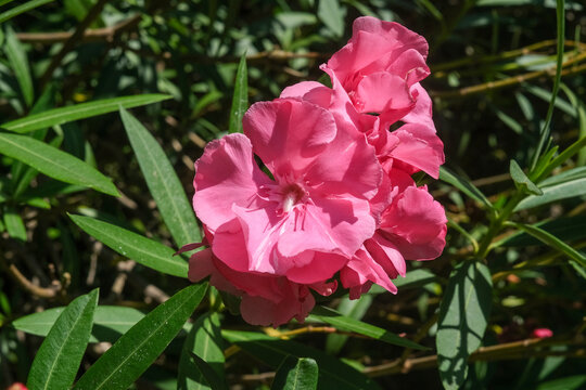 Nerium oleander pink flowers